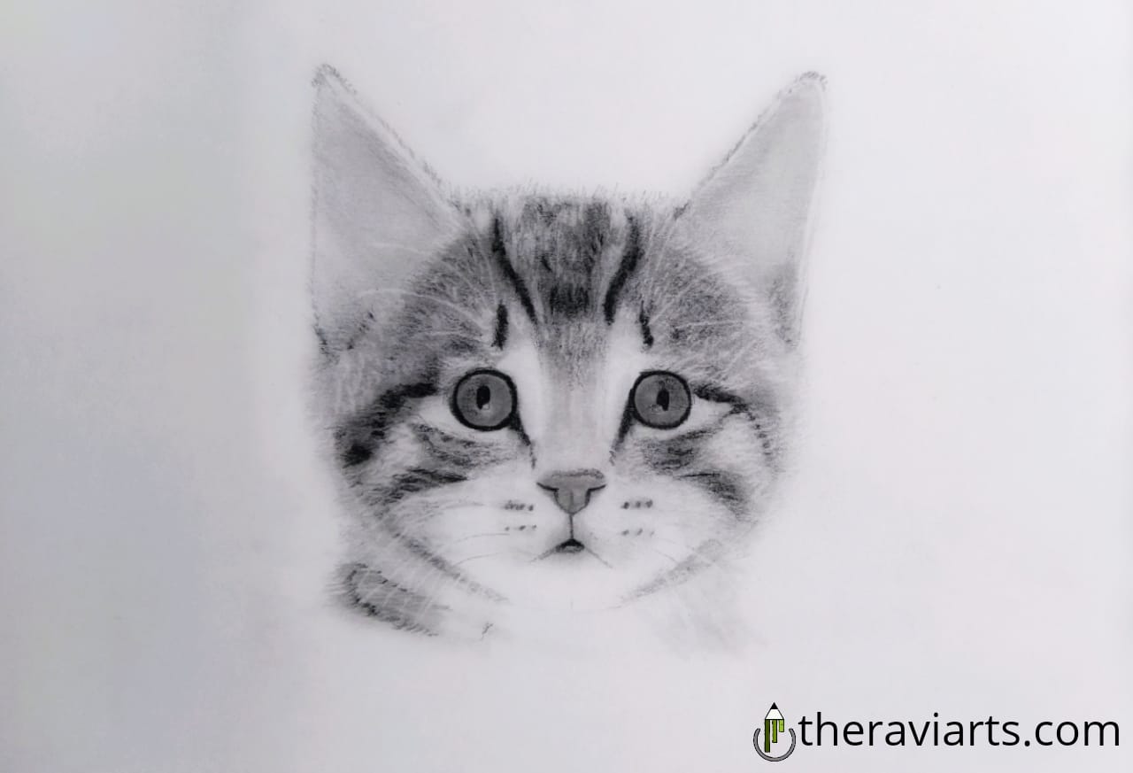 How To Draw A Cat For Kids » Step By Step>>The Ravi arts Animal Drawing